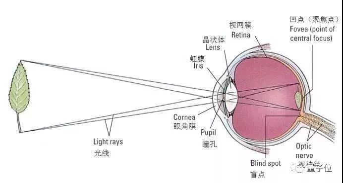 华人数学家解开视觉奥秘：一切都是大脑假装让人看见 